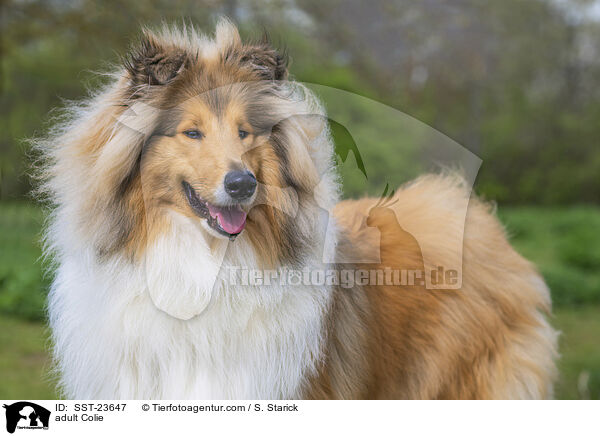 erwachsener Collie / adult Colie / SST-23647