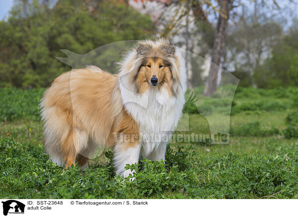 adult Colie / SST-23648