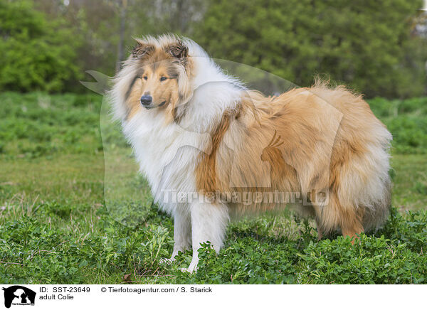 adult Colie / SST-23649