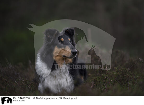 Collie Rde / male Collie / SIB-03206