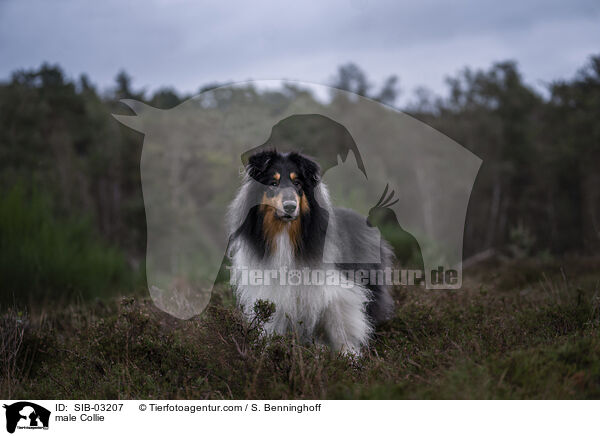 male Collie / SIB-03207