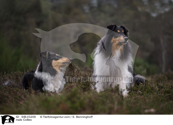Collie Rden / male Collies / SIB-03209