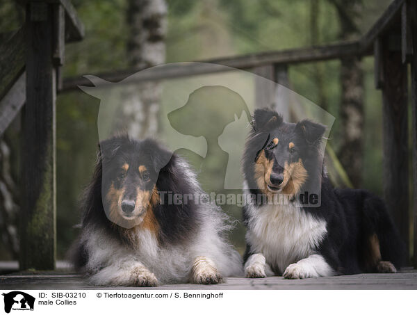 male Collies / SIB-03210