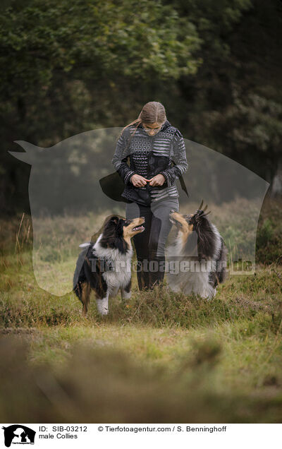 Collie Rden / male Collies / SIB-03212