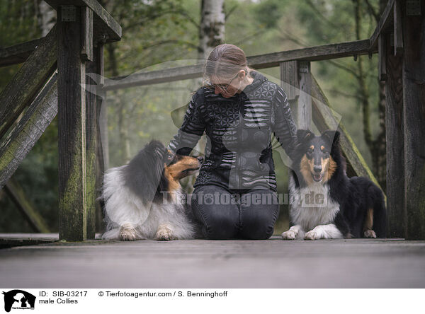 male Collies / SIB-03217
