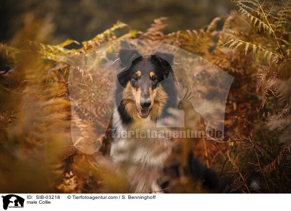 male Collie / SIB-03218