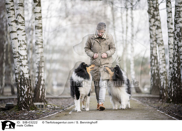 Collie Rden / male Collies / SIB-03222