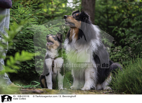 Collie Rden / male Collies / SIB-03316