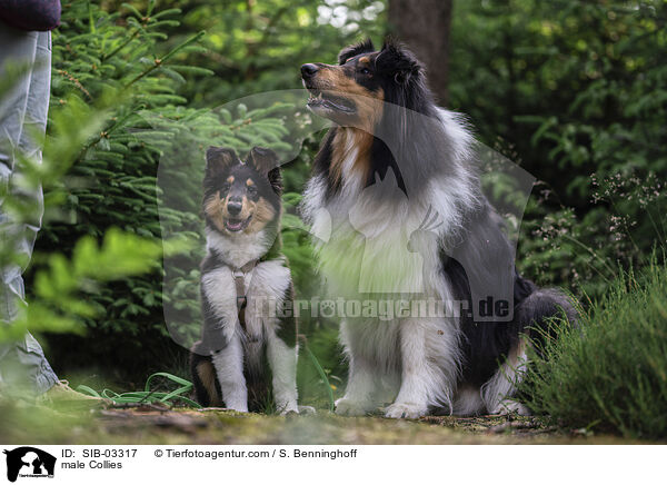 Collie Rden / male Collies / SIB-03317