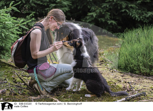 Collie Rden / male Collies / SIB-03320