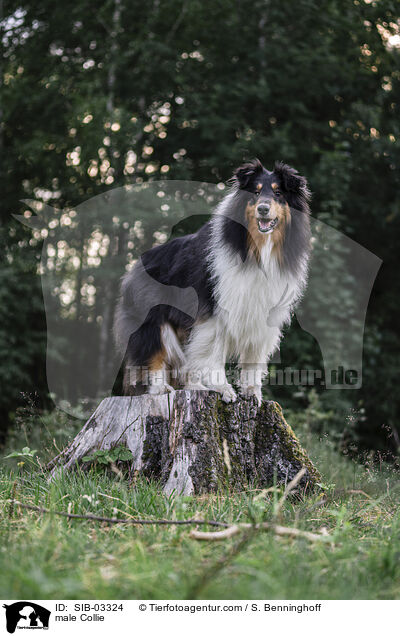 male Collie / SIB-03324