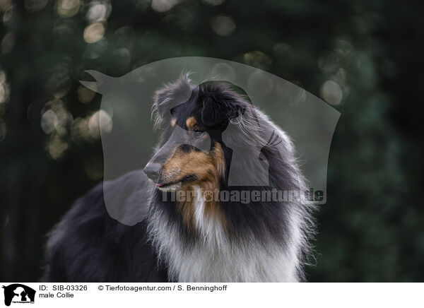 male Collie / SIB-03326