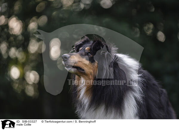 male Collie / SIB-03327