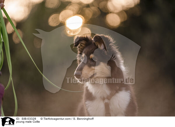junger Collie Rde / young male Collie / SIB-03328