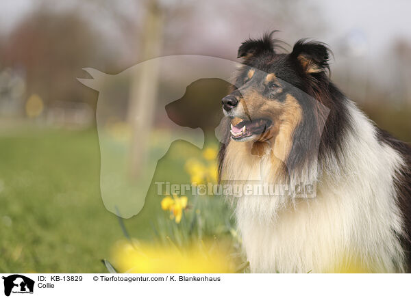 Collie / Collie / KB-13829