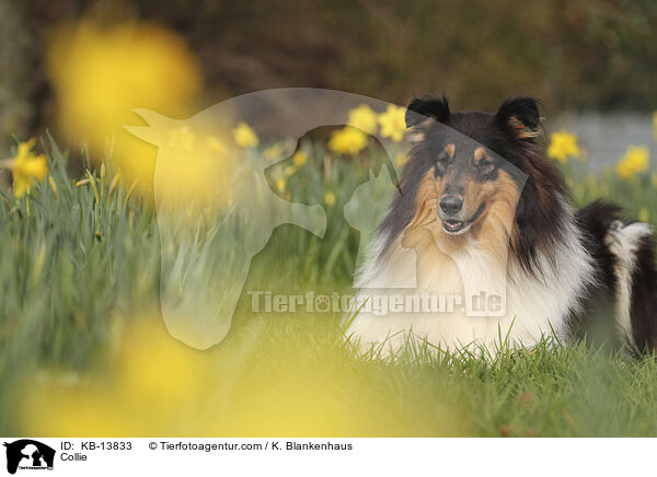 Collie / Collie / KB-13833
