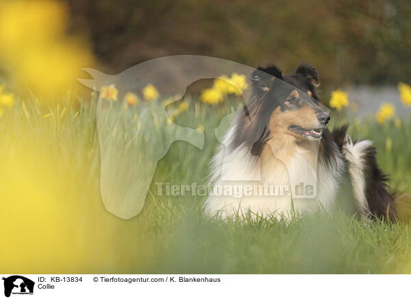 Collie / KB-13834