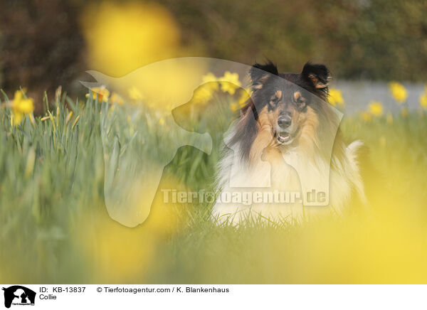 Collie / Collie / KB-13837