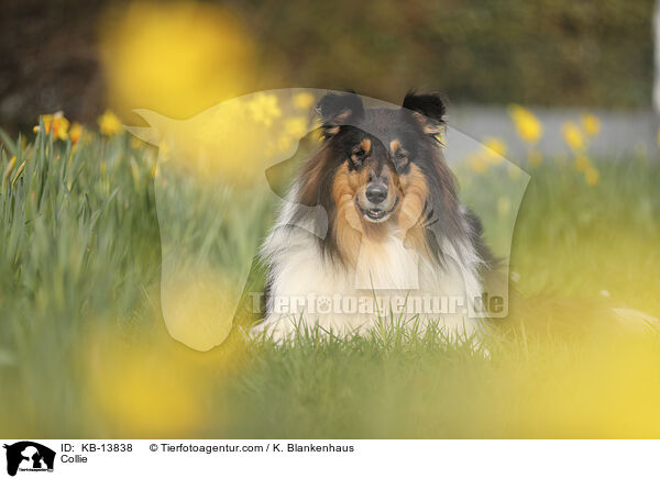Collie / Collie / KB-13838