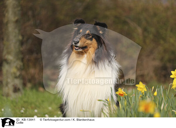 Collie / Collie / KB-13841