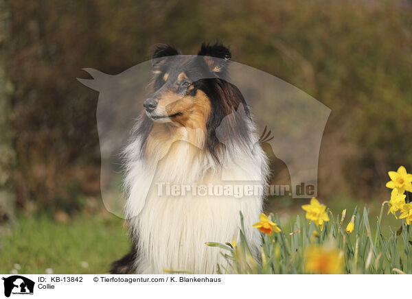 Collie / Collie / KB-13842