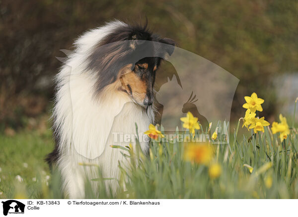 Collie / Collie / KB-13843