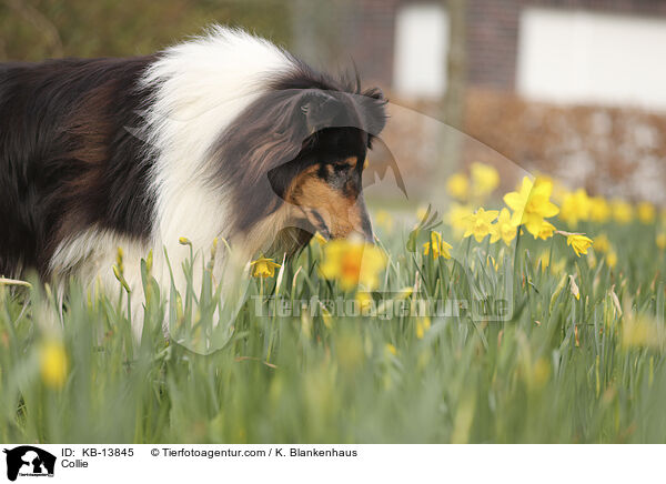 Collie / Collie / KB-13845