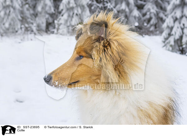 Collie / Collie / SST-23695