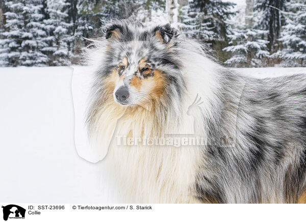 Collie / Collie / SST-23696