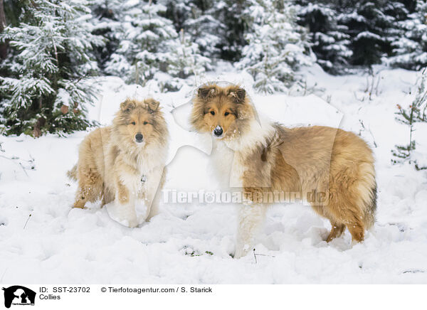 Collies / Collies / SST-23702