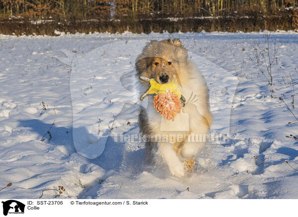 Collie / Collie / SST-23706