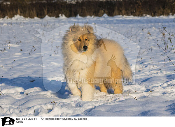 Collie / Collie / SST-23711