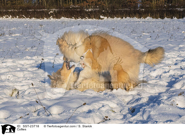 Collies / SST-23718