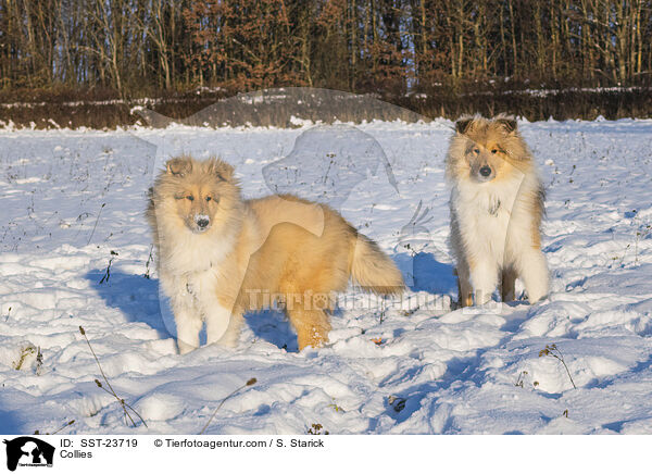 Collies / SST-23719
