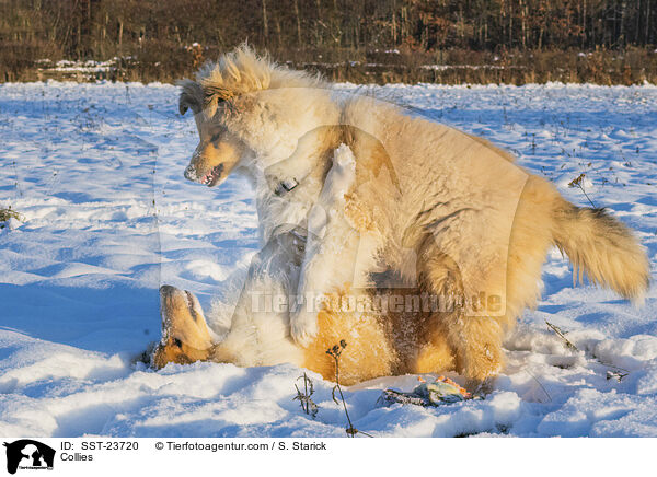Collies / SST-23720