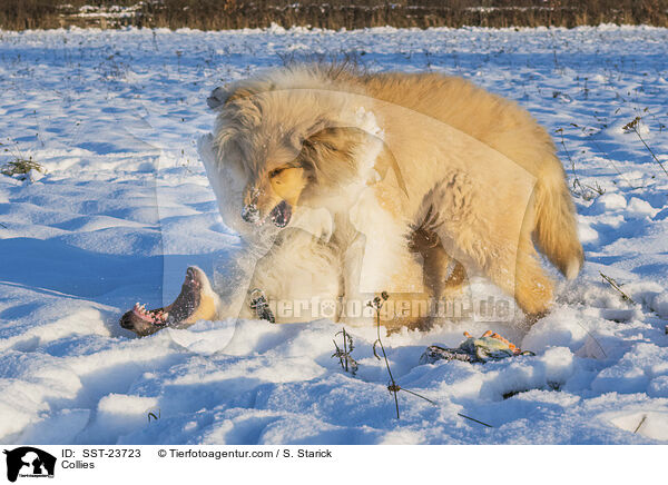 Collies / SST-23723