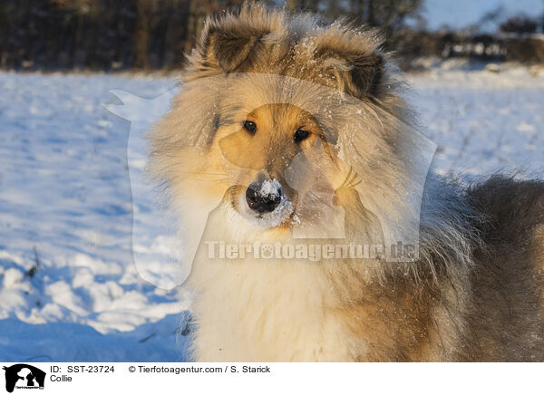 Collie / Collie / SST-23724