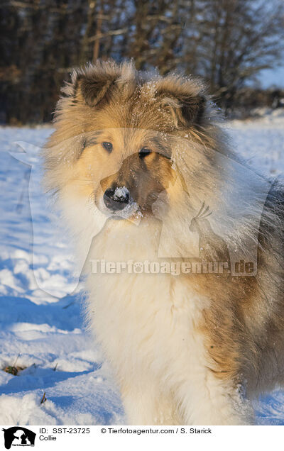 Collie / SST-23725