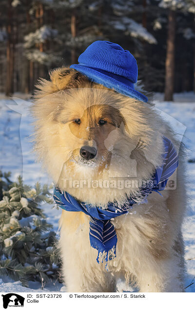 Collie / Collie / SST-23726
