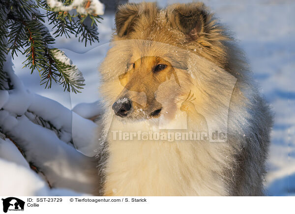 Collie / SST-23729