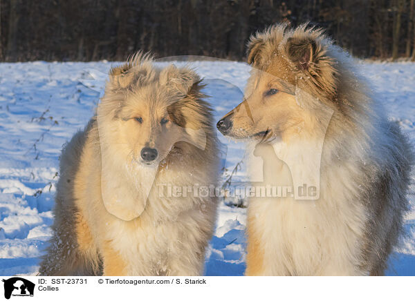 Collies / Collies / SST-23731