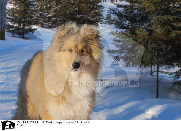 Collie / Collie / SST-23733