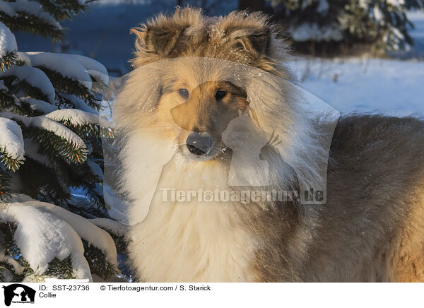 Collie / Collie / SST-23736