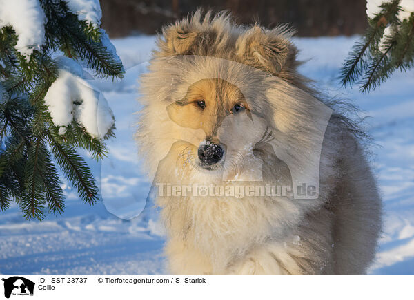 Collie / Collie / SST-23737