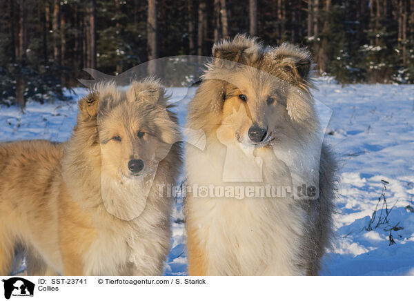 Collies / SST-23741