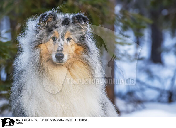Collie / Collie / SST-23749