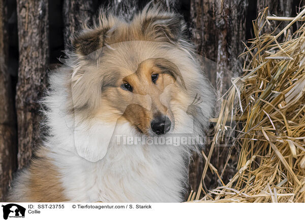 Collie / Collie / SST-23755