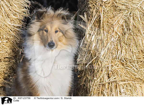 Collie / Collie / SST-23758