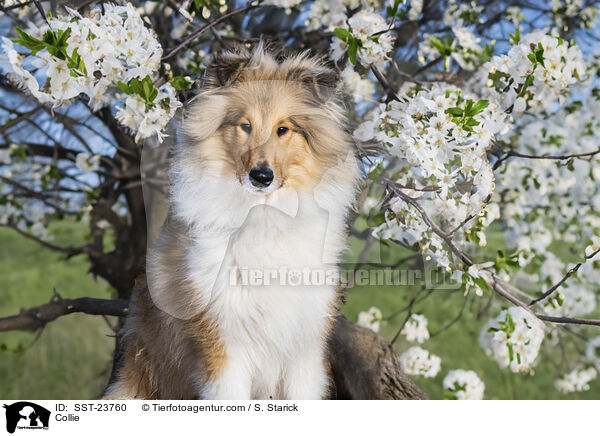Collie / SST-23760
