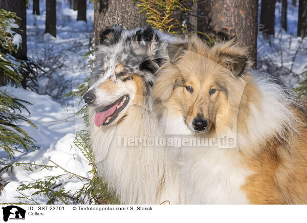 Collies / SST-23761